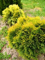 Sheared thuja on the lawn. Shaping the crown of thuja. Garden and park. Floriculture and horticulture. Landscaping of urban and rural areas. Yellow-green leaves and needles of coniferous plant - obrazy, fototapety, plakaty