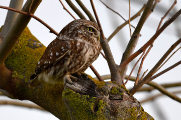  Little Owl // Steinkauz (Athene noctua)