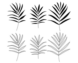 date palm. Tropical leaves silhouette.