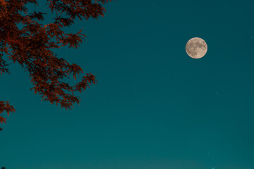 moon and tree on the sky