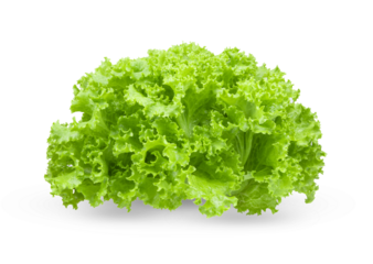 fresh green lettuce salad leaves isolated on transparent png