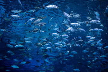 fish at aquarium, under water, animals
