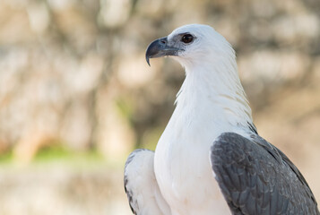 closeup eagle with blur background