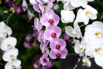 Naklejka na ściany i meble orchid flower, beautiful flower nature background