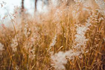 golden wheat field