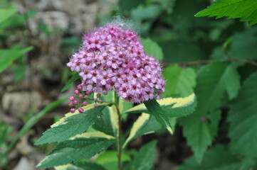 Spiraea Japonica