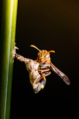 Close up Ropalidia Fasciata, Paper Wasp taking care it's tiny nest on nature background, Thailand.