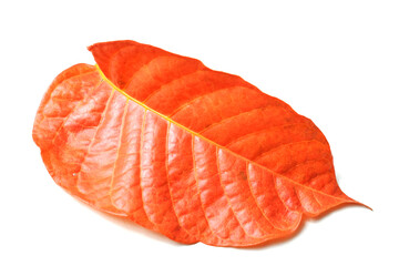 Sandoricum koetjape leaves isolated on white background.