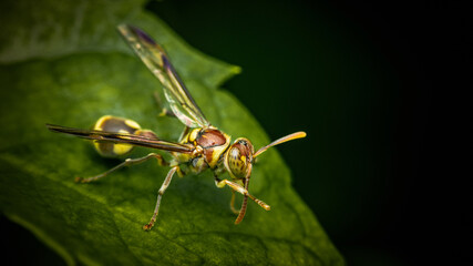 Close up Ropalidia Fasciata, Paper Wasp on green leaf and nature background, macro photo, Selective focus, Thailand.
