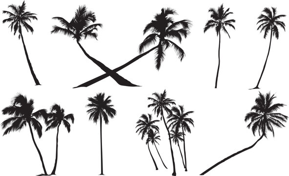 Collection of Palm trees vector Silhouette