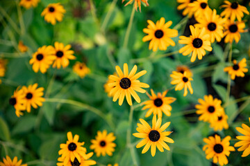 Fototapeta na wymiar Yellow wildflowers