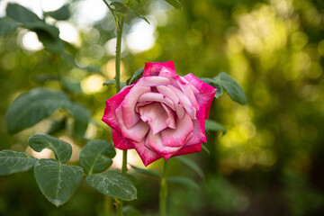 Single pink rose