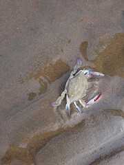Crabs on the sandy beach.
