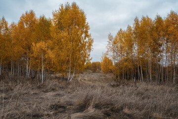 Birch trees in the forest in a yellow dress seem to have frozen in anticipation of the arrival of...