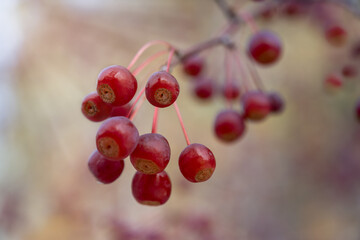 Natural still life with a bunch of wild apples on a branch.