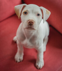Pitbull puppy with blue eyes, pet concept