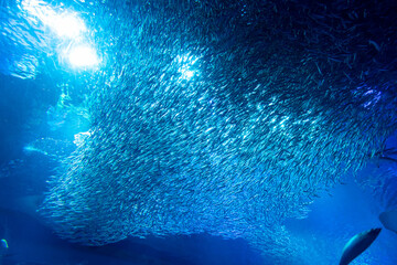 マイイワシの大水槽　アクアワールド