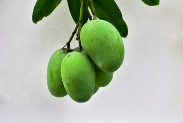 fresh green mango fruit isolated on white background