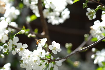tree blossom with a honeybee