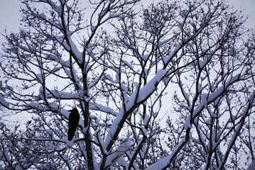 雪と木にとまるカラス
