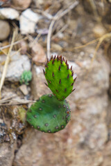 Background with prickly pear plant close-up