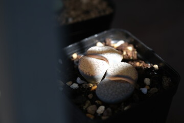 Conophytum with a shaft of sunlight