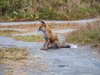 Close up of a red fox Vulpes vulpes, sitting on a path in the forest.