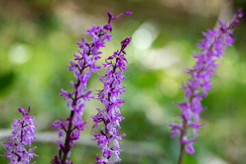 Orchis mascula flower growing in meadow, close up