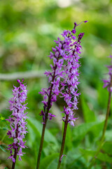 Orchis mascula flower growing in meadow, close up