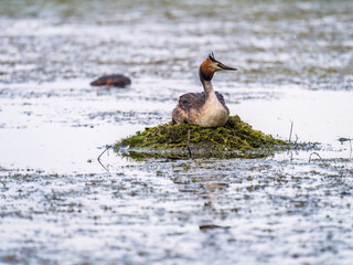 Great Crested Grebe, Podiceps cristatus, water bird sitting on the nest, nesting time on the green lake