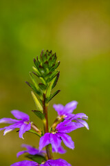 Scaevola saligna flower growing in meadow, macro	