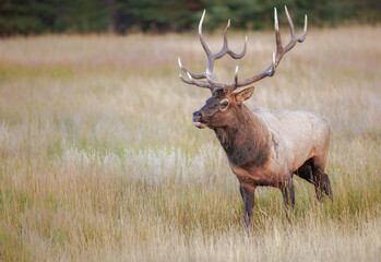 A large bull elk in a meadow on the edge of the forest
