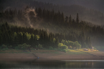 Isolated mountain pine forest landscape