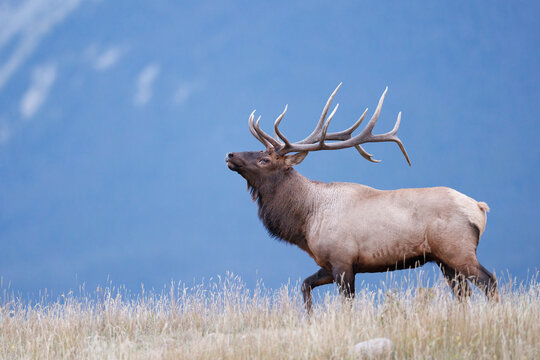 Elk (Bull)