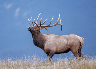 A bull elk with its head tilted back atop a mountain ridge