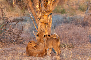 Subadult African lion cubs play under a tree on the savannah