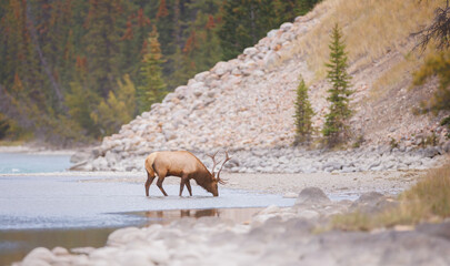 Naklejka premium a bull elk drinking from a mountain river