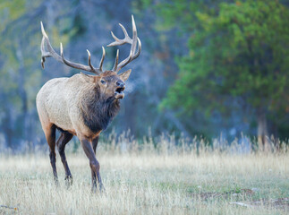 A bull elk walking along the edge of the forest bugling
