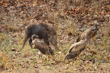 Indian Wild pig or India Boar along with Indian vultures near a carcass in Bandhavgarh, India