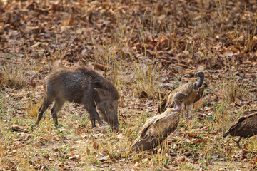 Indian Wild pig or India Boar along with Indian vultures near a carcass in Bandhavgarh, India