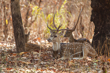 Spotted deer or Chittal on the forest floor looking out for Tigers in Bandhavgarh, India