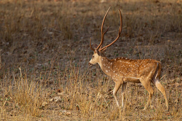 Spotted deer or Chittal on the forest floor looking out for Tigers in Bandhavgarh, India