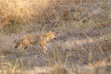 Obraz na płótnie Canvas Golden jackal rushes across the road to keep clear of the traffic in Bandhavgarh in India