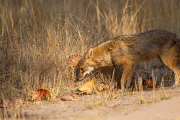 Golden jackal rushes across the road to keep clear of the traffic in Bandhavgarh in India
