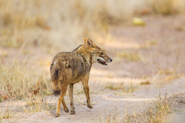 Naklejka na ściany i meble Golden jackal rushes across the road to keep clear of the traffic in Bandhavgarh in India