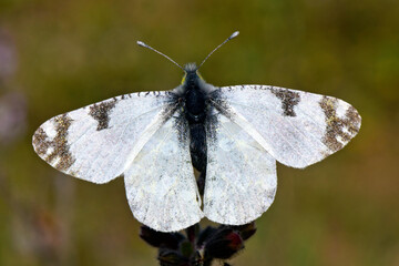 Östlicher Gesprenkelter Weißling // Eastern dappled white (Euchloe ausonia) - Srofilia,...