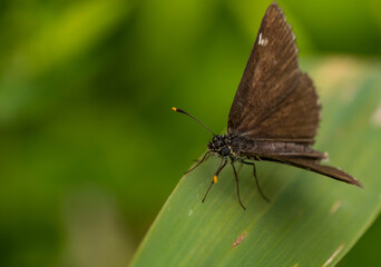 Ein kleiner brauner Schmetterling auf einem Blatt