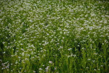 Spring Field in Myrniong, Victoria, Australia