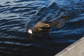 Obraz premium A white-lipped peccary (Tayassu pecari), adopted by an isolated family after orphaned, swimming in the waters of the Guaporé-Itenez river, near the Quilombo of Santo Antonio, Rondonia state, Brazil