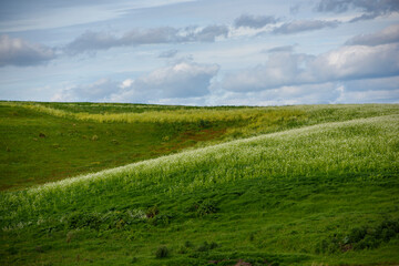 Spring Field in Myrniong, Victoria, Australia